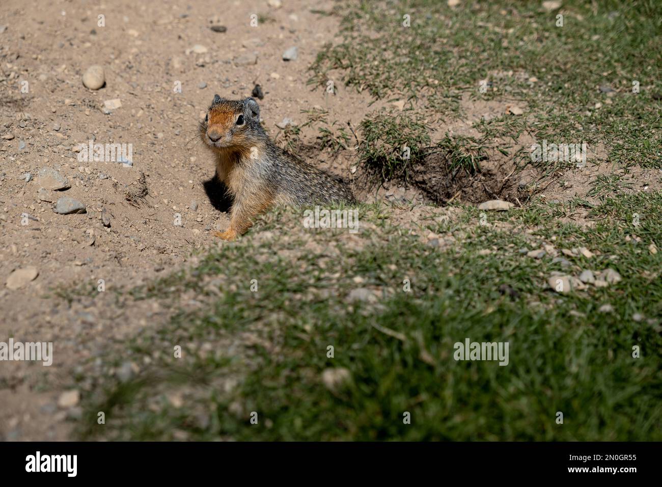 Ground Eichhörnchen beobachtet, wie er aus seiner Höhle in Kanada kommt Stockfoto