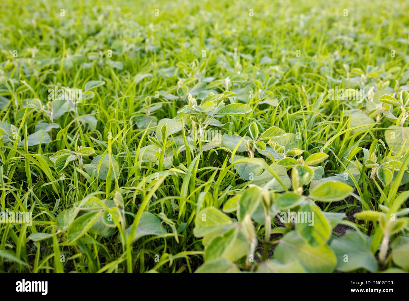 LambsQuarters Sojabohnen auf einem Feld, auf dem Herbizide aus Unkraut nicht befallen wurden. Die Ausbreitung von herbizidbeständigen Unkräutern verhindern. Sojasprossen im Gras Stockfoto