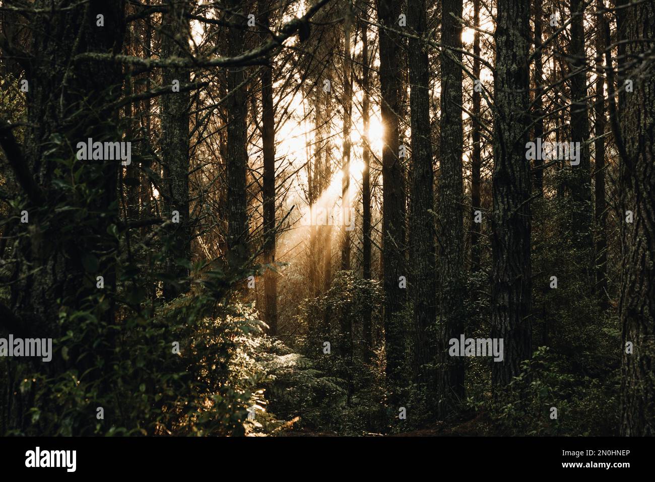 Tief in Aucklands Riverhead Forest erhellt ein Morgenstrahl der Sonne die neblige Atmosphäre unter den Bäumen. Stockfoto