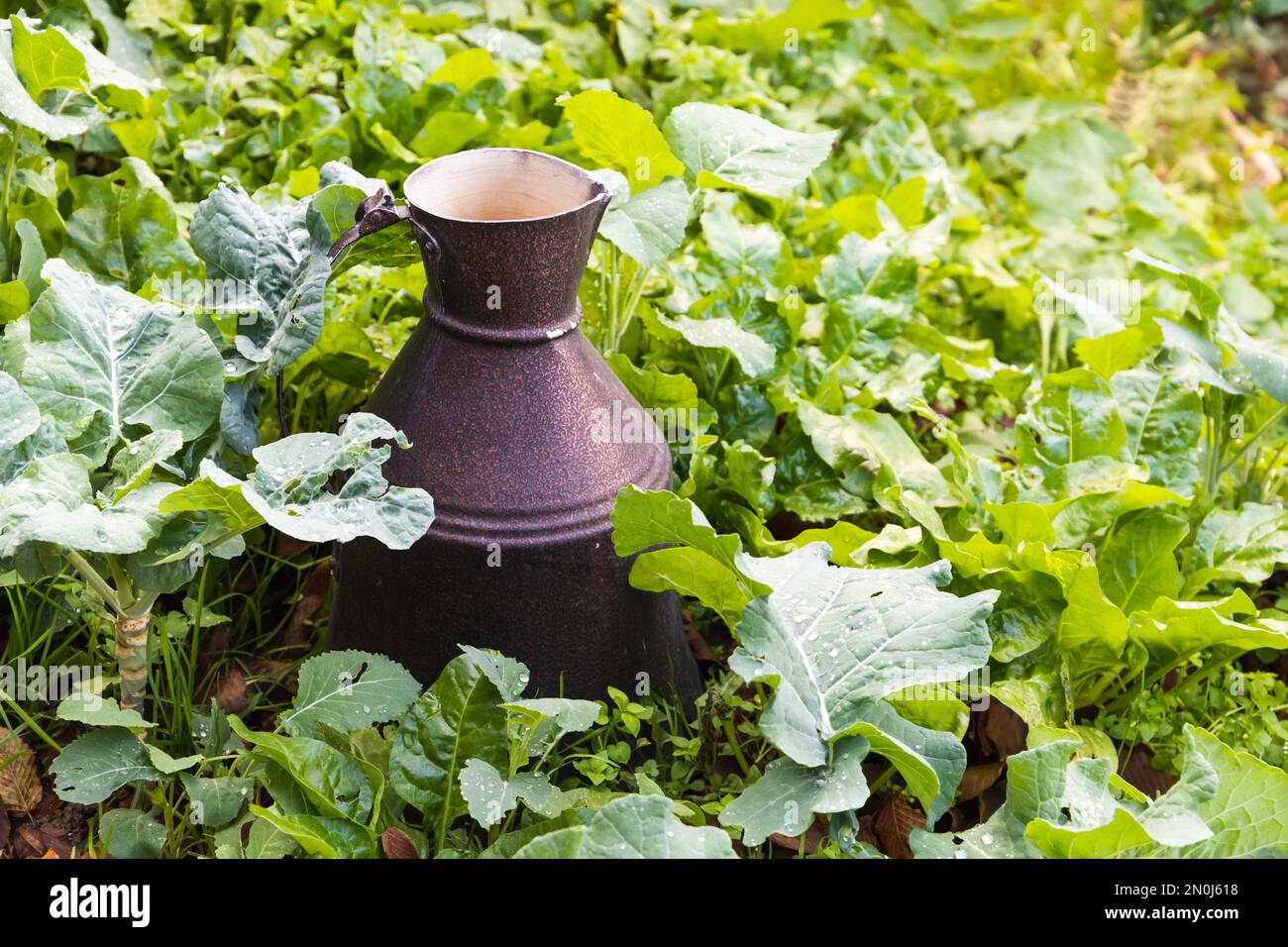 An einem Sommertag steht eine Metallkanne im Garten Stockfoto