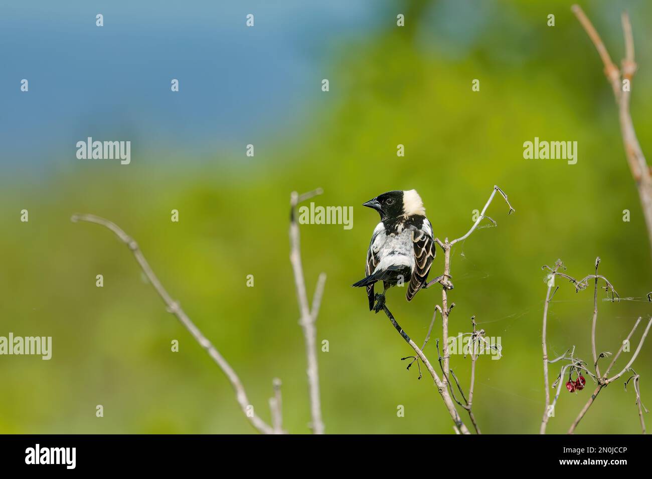 Bobolink (Dolichonyx oryzivorus). Während der Brutzeit bevorzugt diese Art offenes Grasland mit einer mittleren Streufläche Stockfoto