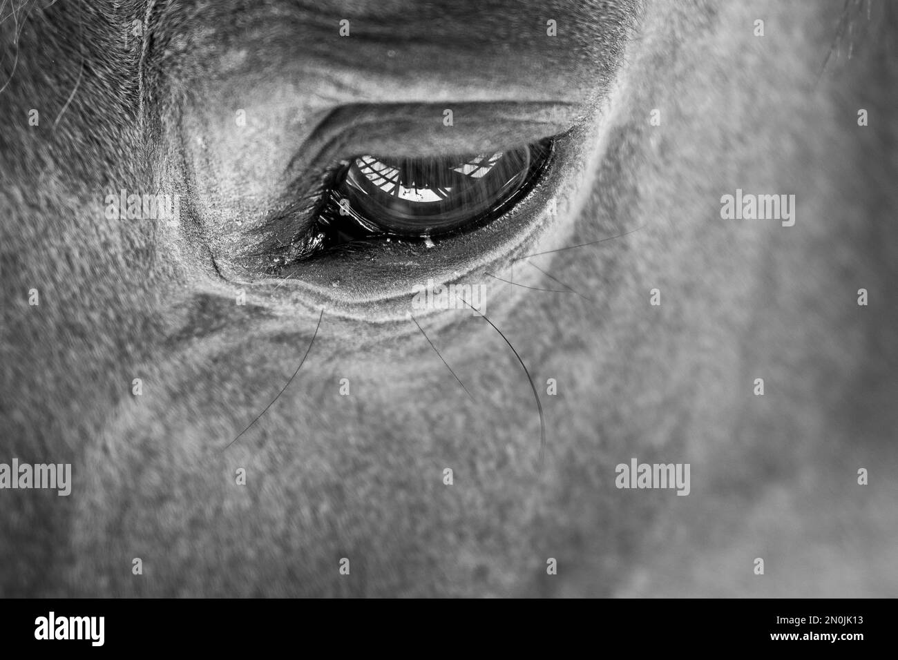 Eine Nahaufnahme des dunkelgefilterten Tierauges mit ungezähmtem Blick Stockfoto