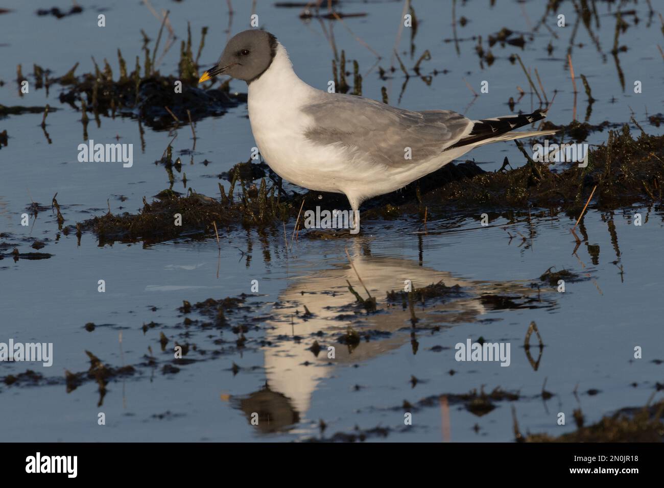Sabines Gull (Erwachsene) Langstone Harbour, Hampshire, Großbritannien Stockfoto