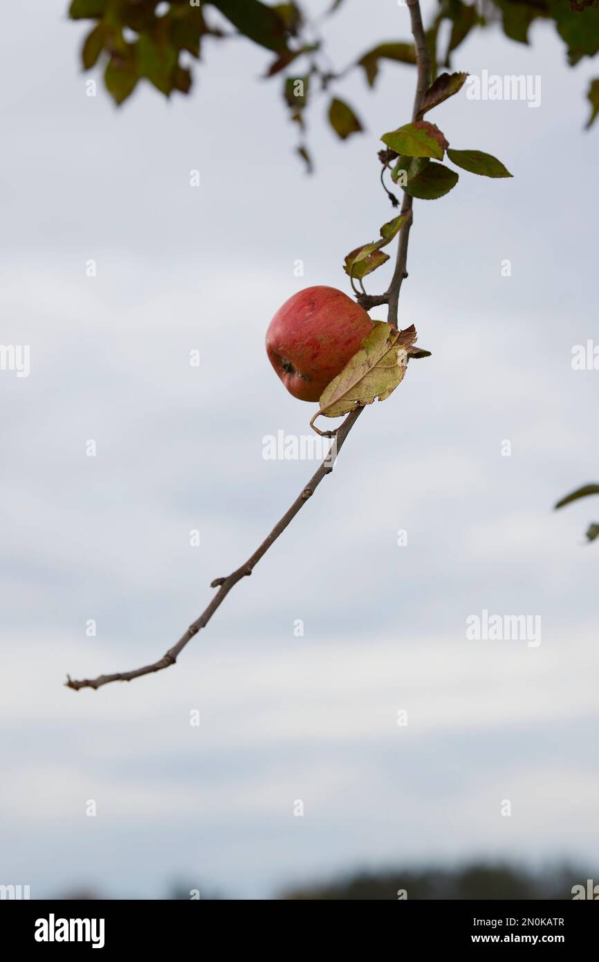 Der Apfel fällt nicht weit vom Stamm Stockfoto