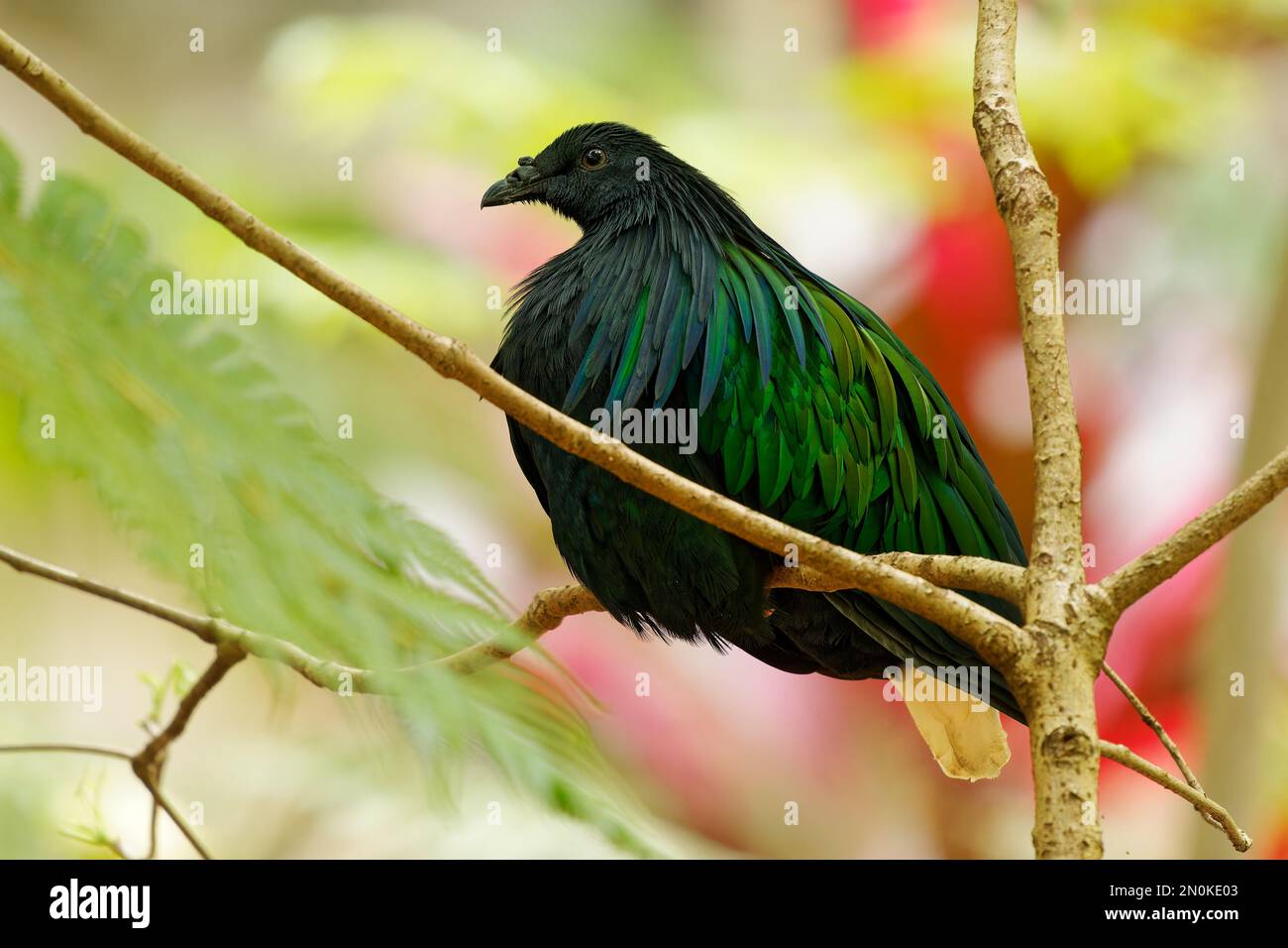 Caloenas nicobarica - Schwarzer und grüner Vogel der Nicobar-Taube auf kleinen Inseln und in Küstenregionen der Andaman- und Nicobarinseln, Indien, Osten Stockfoto