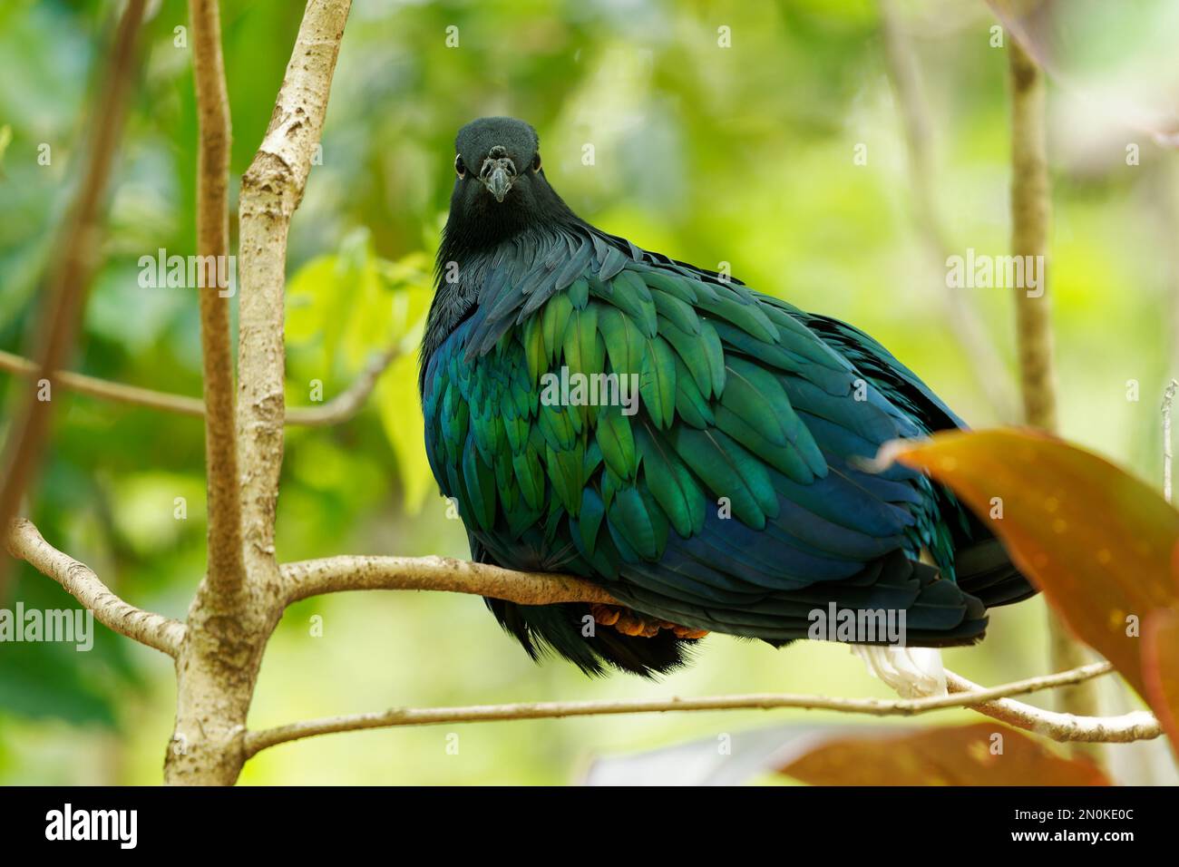 Caloenas nicobarica - Schwarzer und grüner Vogel der Nicobar-Taube auf kleinen Inseln und in Küstenregionen der Andaman- und Nicobarinseln, Indien, Osten Stockfoto