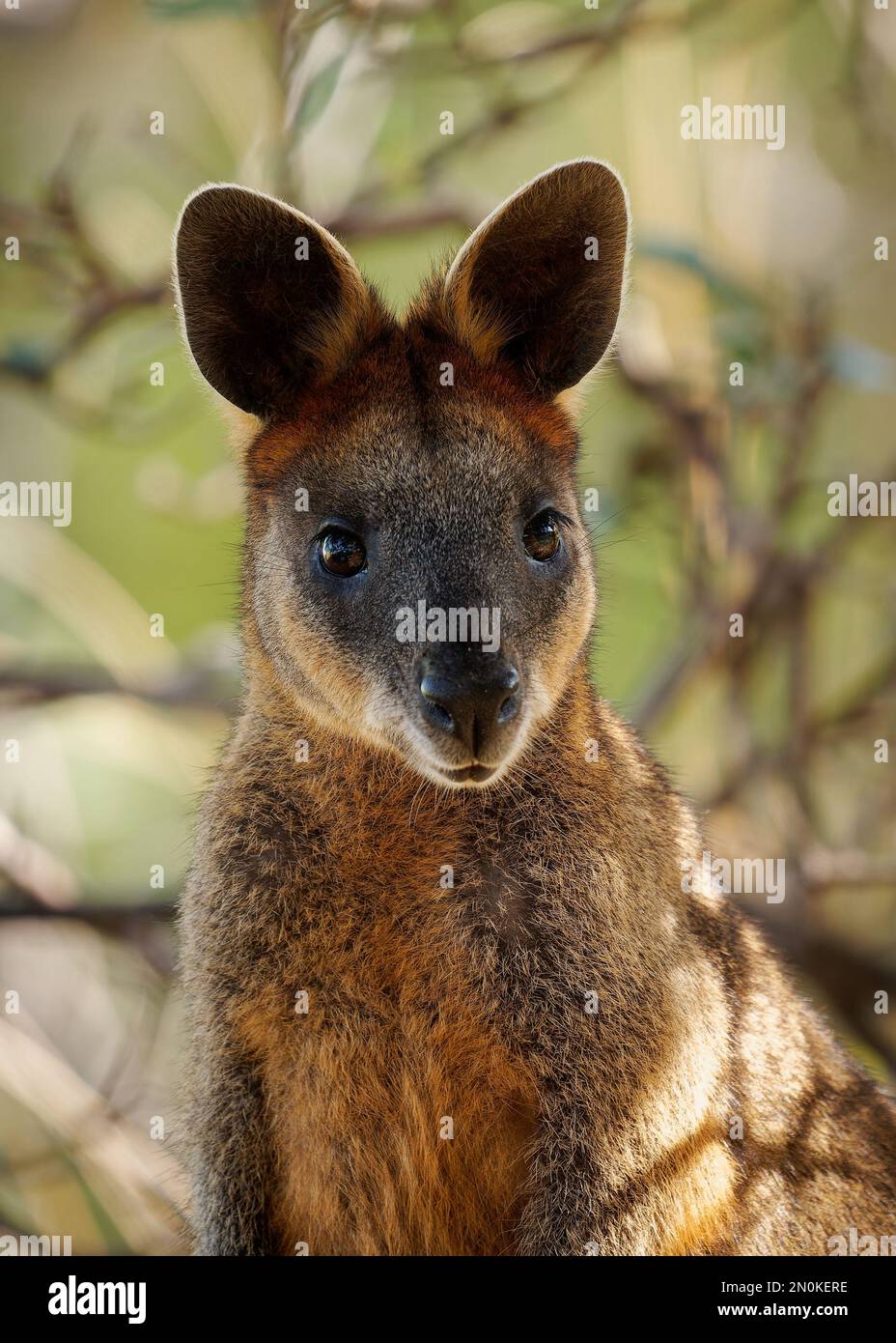 Rothals-Pademelon Thylogale thetis waldbewohnendes Bewaldungsgebiet, östliche Küstenregion Australiens zwischen Südost-Queensland und New South Wales Stockfoto
