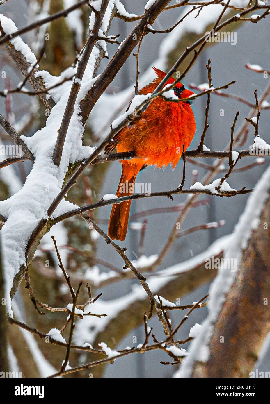 Nordkardinal (Cardinalis cardinalis), männlich mit langem Schwanz, mit einem kurzen, sehr dicken Schnabel. Einer der nordamerikanischen Vögel in der Winterlandschaft. Stockfoto