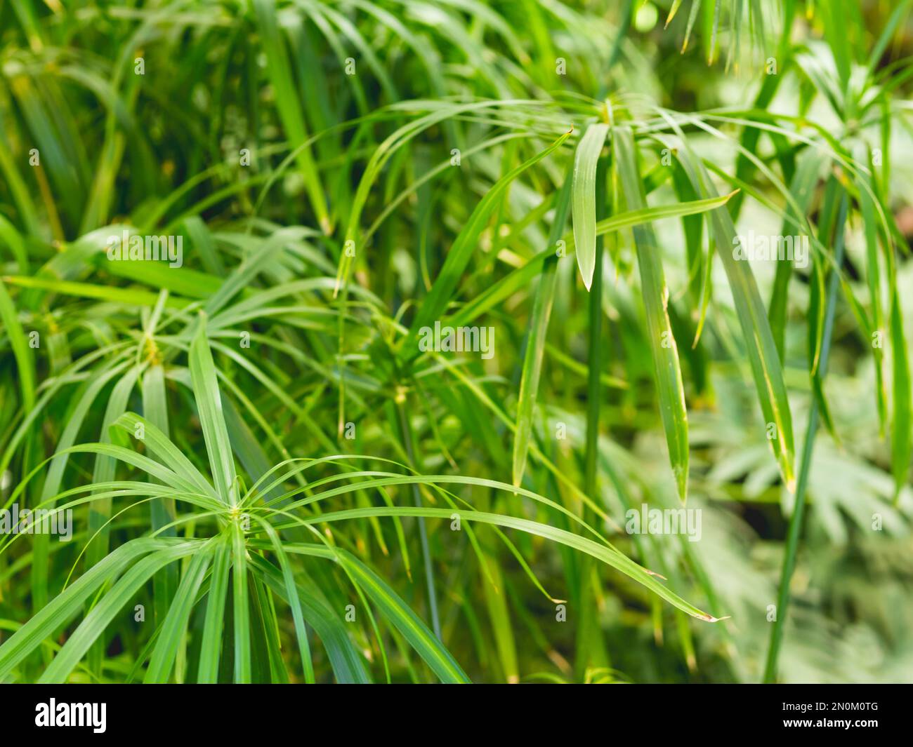 cima di rapa saatgut Stängelkohl Cima di Rapa - Samenfestes Saatgut main image 1
