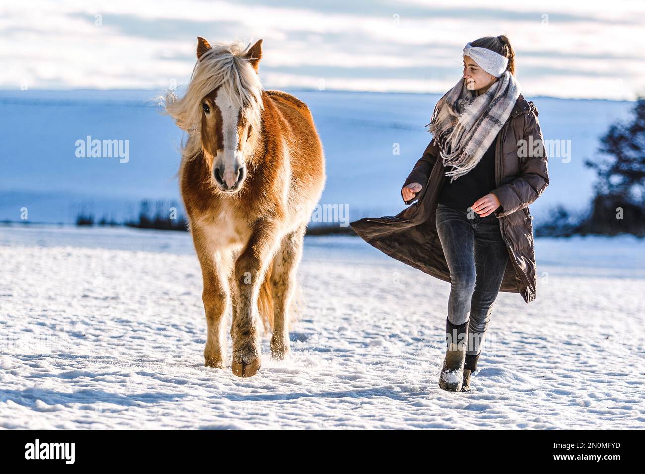Süße Pferde- und Freundschaftsszene: Ein junges Mädchen im Teenageralter interagiert im Winter vor einer verschneiten ländlichen Landschaft mit ihrem haflinger-Pferd Stockfoto
