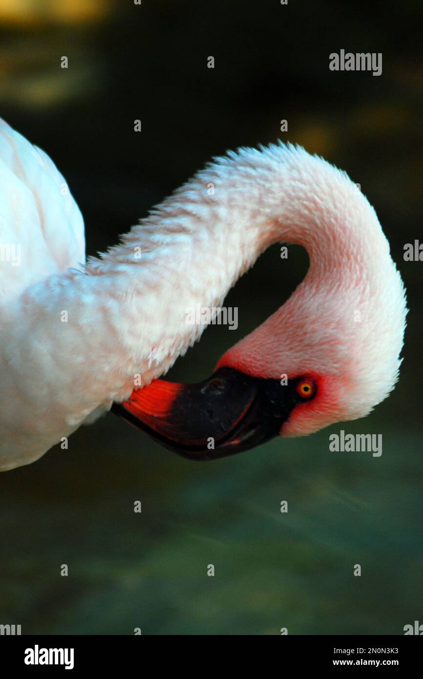 Ein rosafarbener Flamingo schneidet seinen Hals, um seine Federn zu beschneiden Stockfoto