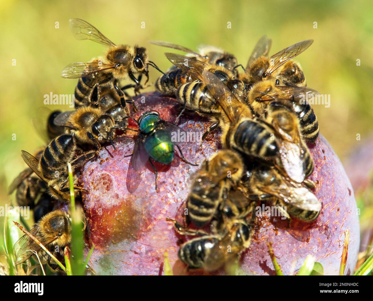 Biene oder Honigbiene in latein APIs Mellifera, Honigbienen auf Pflaumenfrucht Stockfoto