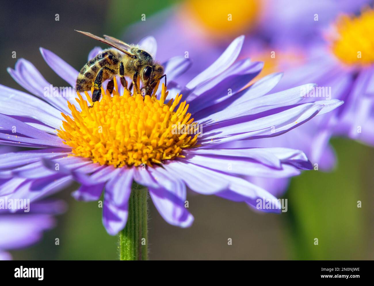 Biene oder Honigbiene in Latein APIs Mellifera, europäische oder westliche Honigbiene, die auf der blau-gelb-violetten oder violetten Blume sitzt Stockfoto