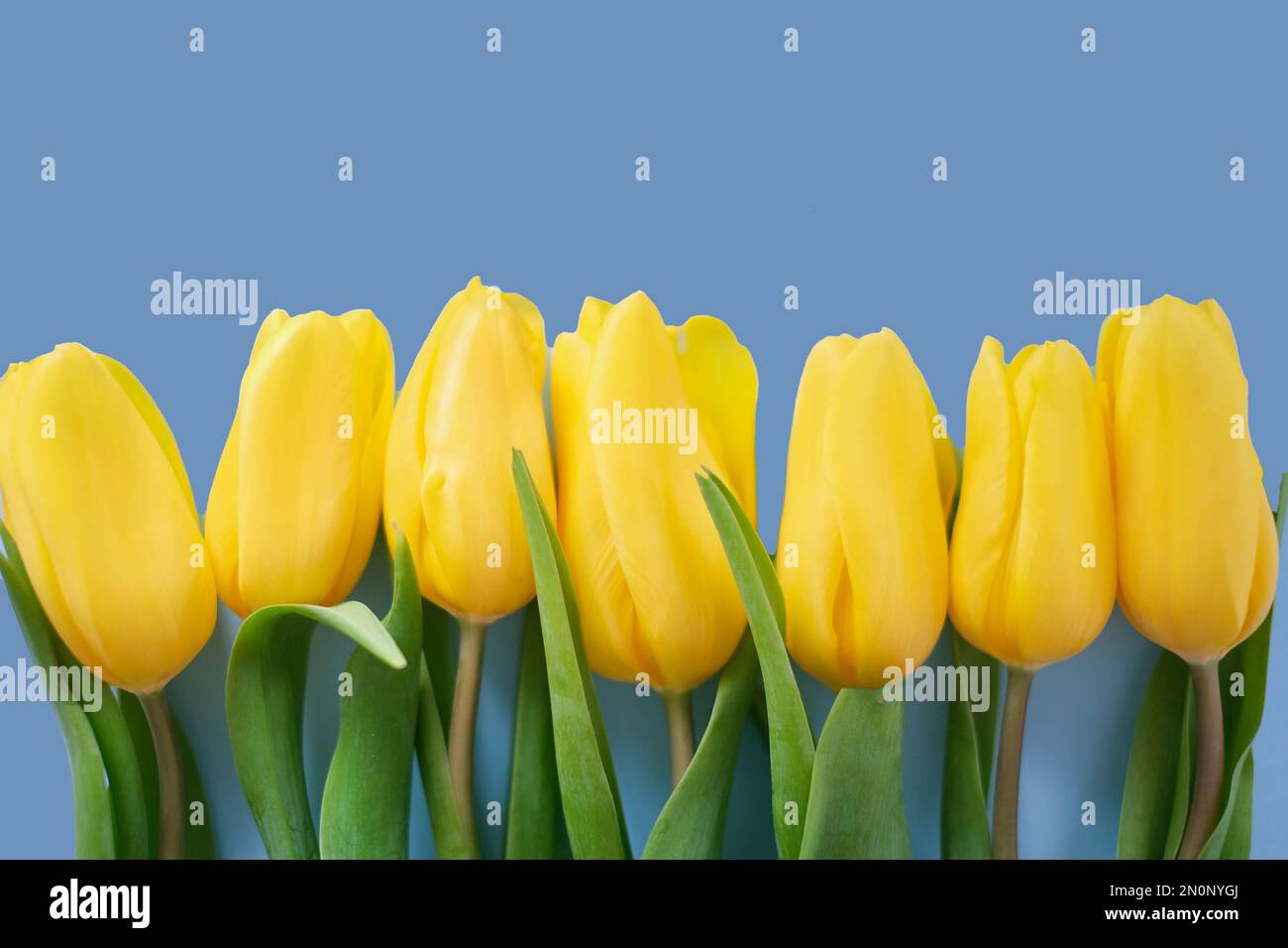 Blumenzusammensetzung. Gelbe Tulpenblüten auf hellblauem Hintergrund. Frühlings- und Sommerkonzept Stockfoto