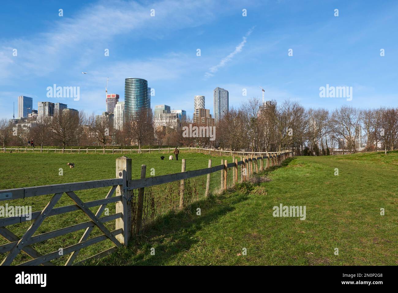 Felder mit Hundegängern im Mudshute Park, London Docklands UK, mit Gebäuden von Canary Wharf im Hintergrund Stockfoto