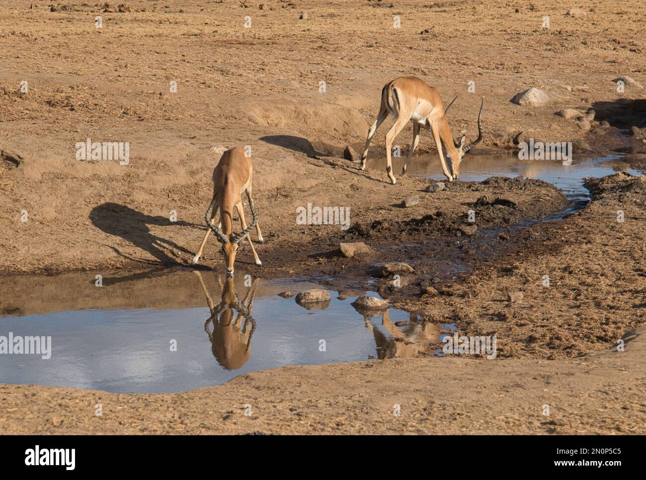 Zwei Erwachsene männliche Impala (Aepyceros melampus), die an einem Wasserloch trinken Stockfoto