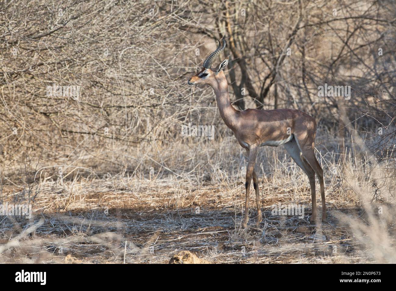 Männlicher Gerenuk (Litocranius walleri) im Sonnenlicht Stockfoto