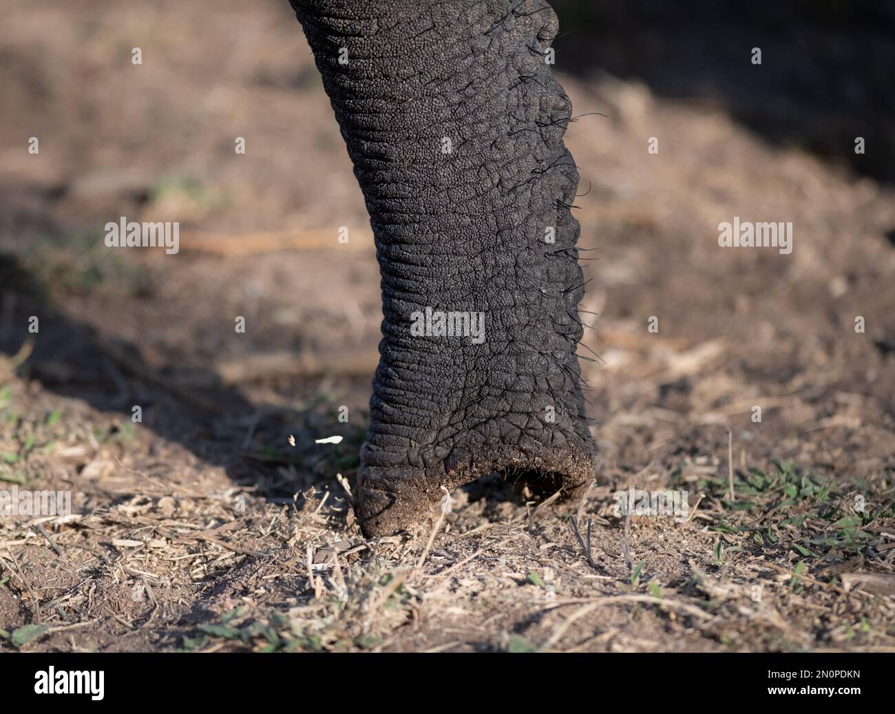 Nahaufnahme eines Elefanten, Loxodonta africana, Stamm. Stockfoto