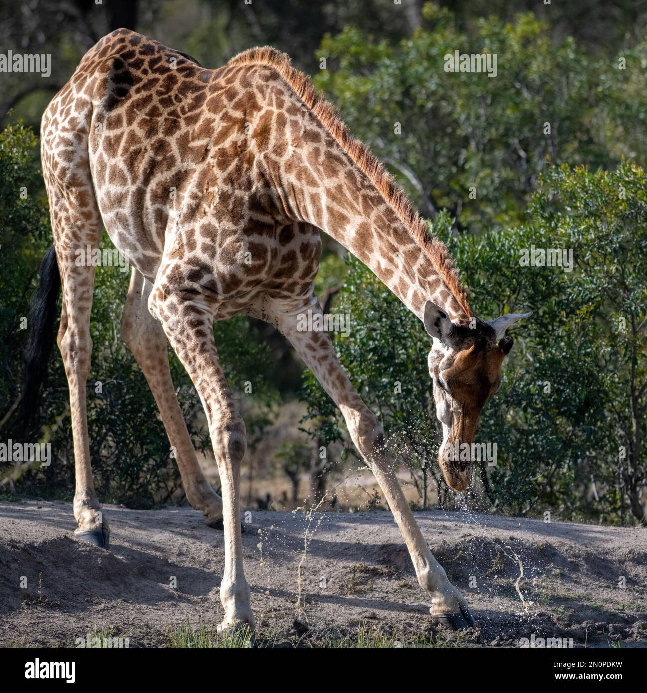 Eine Giraffe, Giraffa, bückt sich, um Wasser zu trinken. Stockfoto