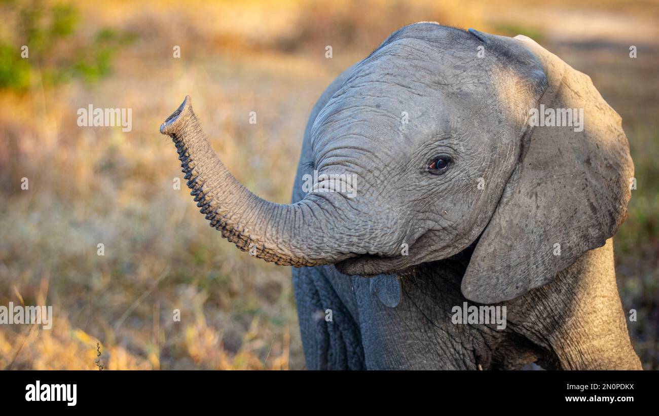 Ein Elefantenkalb, Loxodonta africana, riecht mit seinem Rumpf in der Luft. Stockfoto