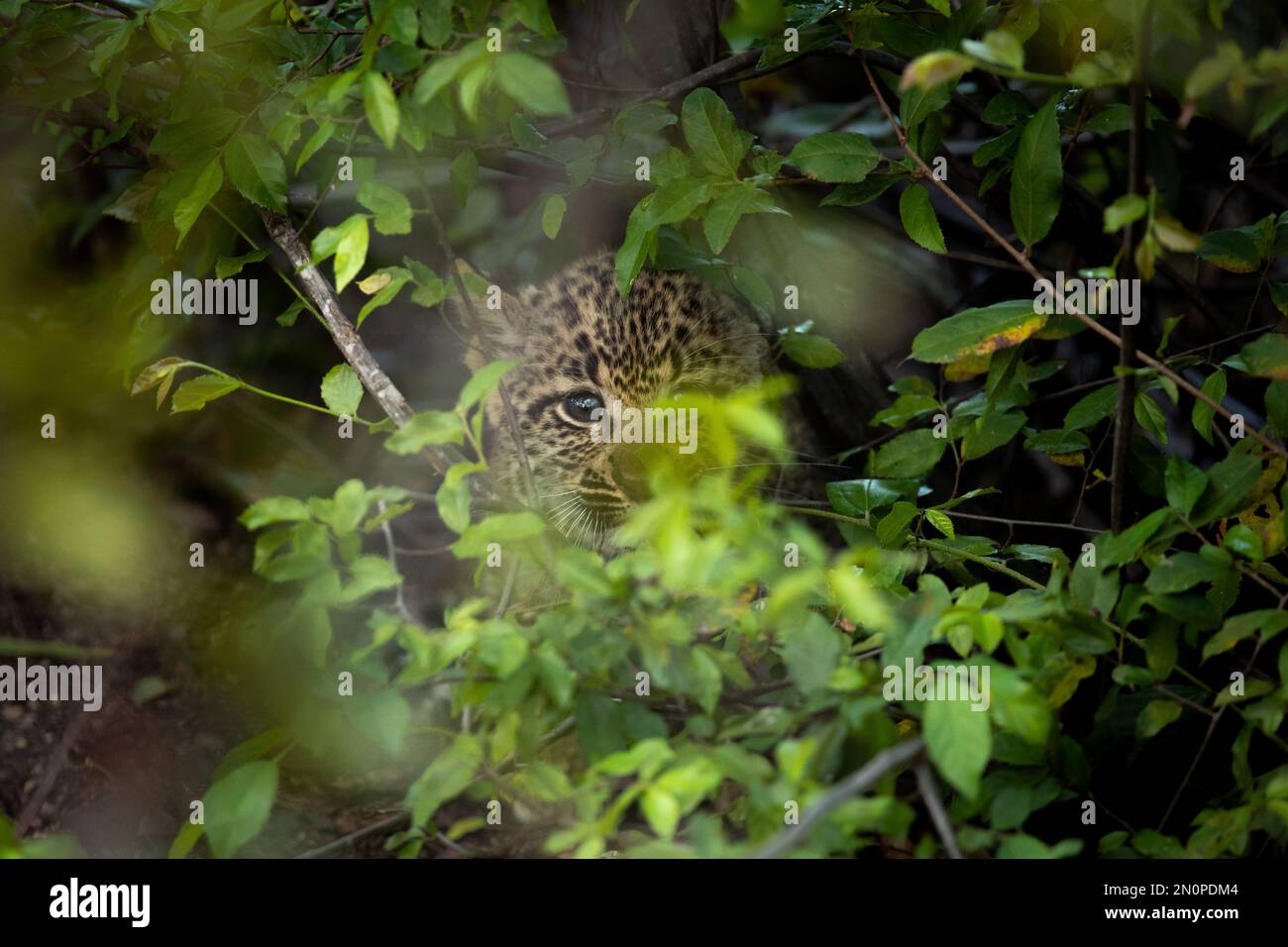 Ein Leopardenjunges, Panthera Pardus, sieht durch Blätter. Stockfoto