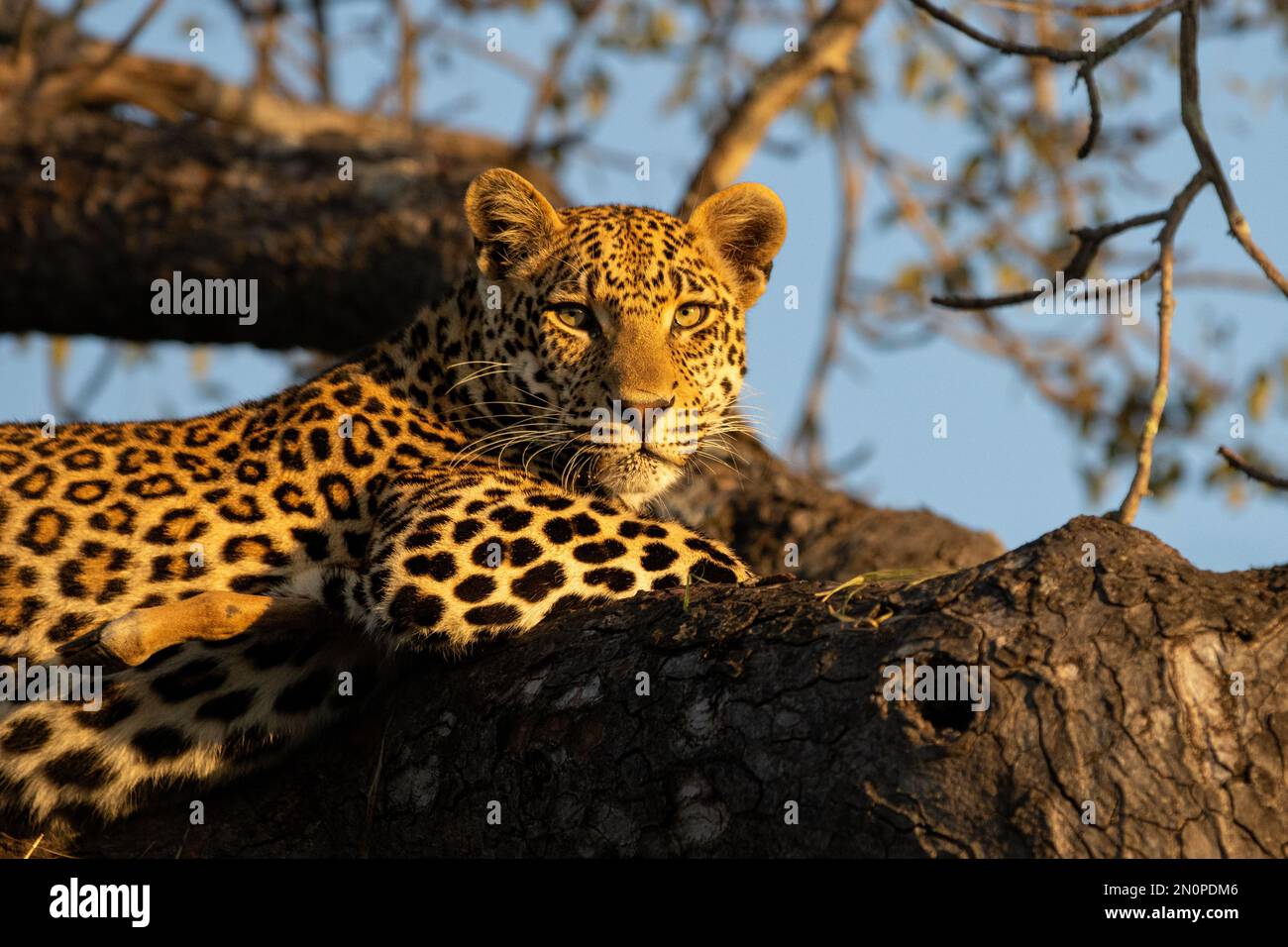 Ein Leopard, Panthera Pardus, liegt auf einem Ast, direkter Blick, goldenes Licht. Stockfoto
