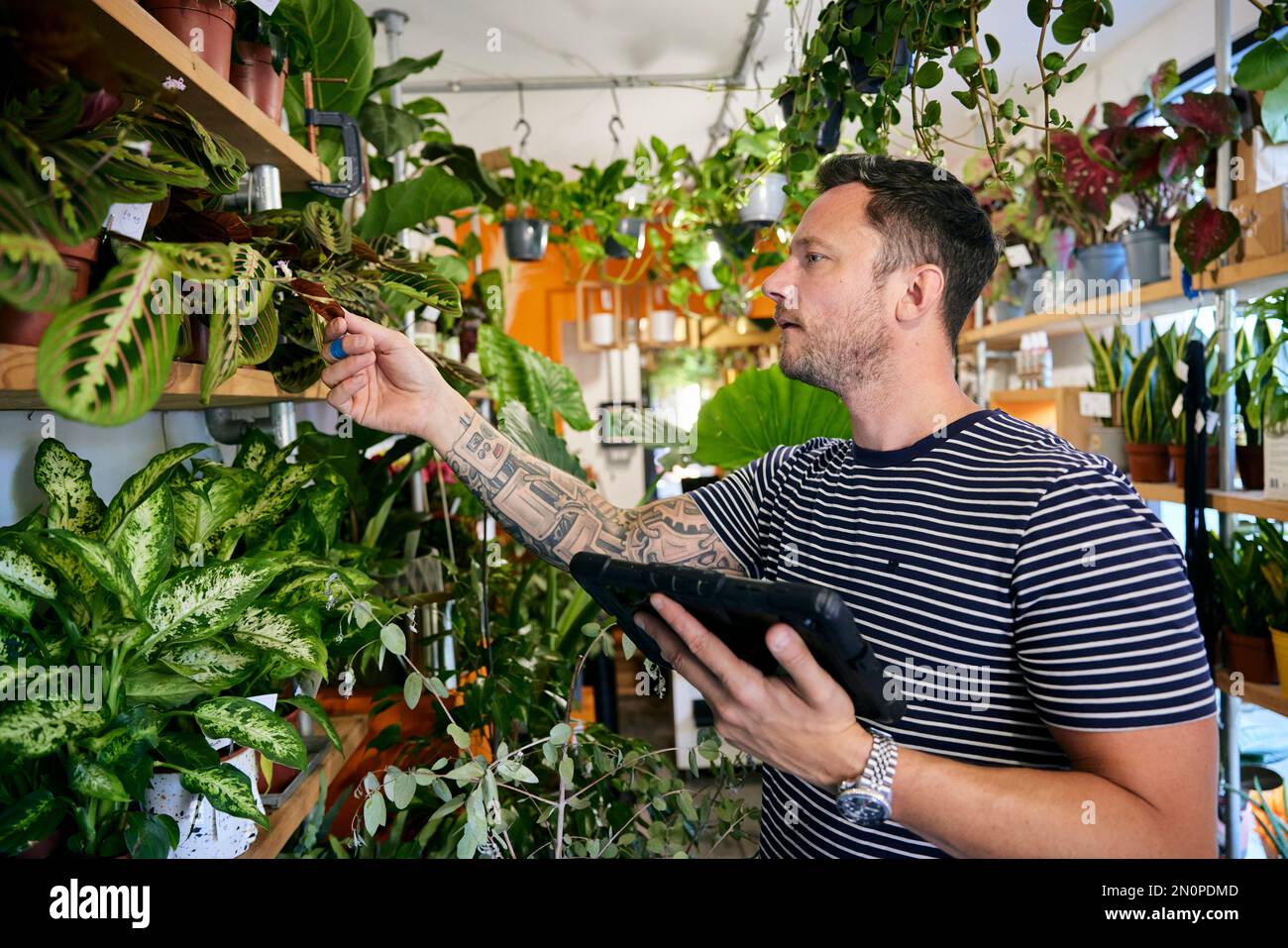 Mann mit Tätowierungen, der im Blumenladen arbeitet und mit einem Tablet die Bestände überprüft Stockfoto