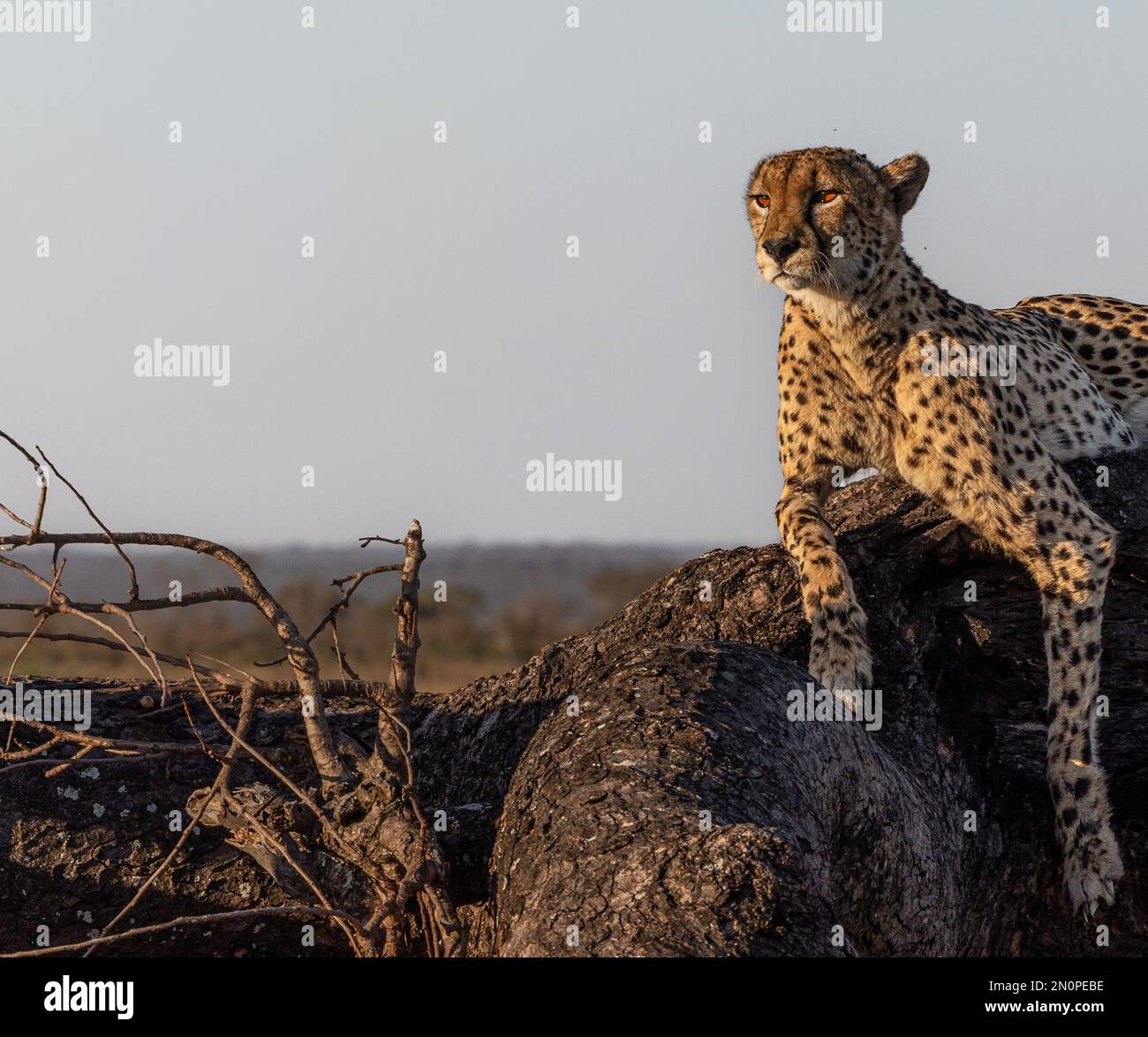 Ein männlicher Gepard, Acinonyx jubatus, liegt auf einem umgestürzten Baum. Stockfoto