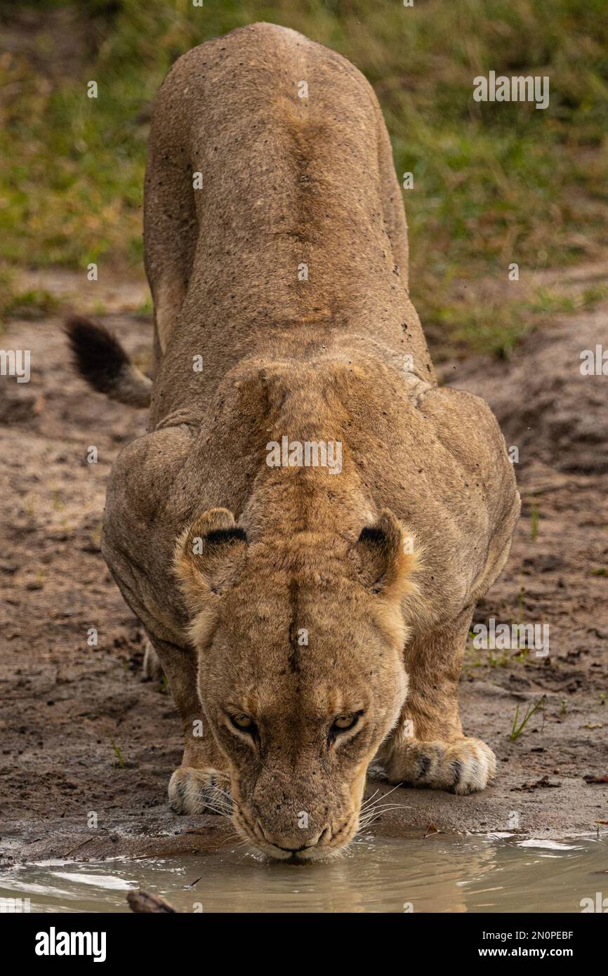 Eine Löwin, Panthera leo, hockt sich hinunter, um Wasser zu trinken. Stockfoto