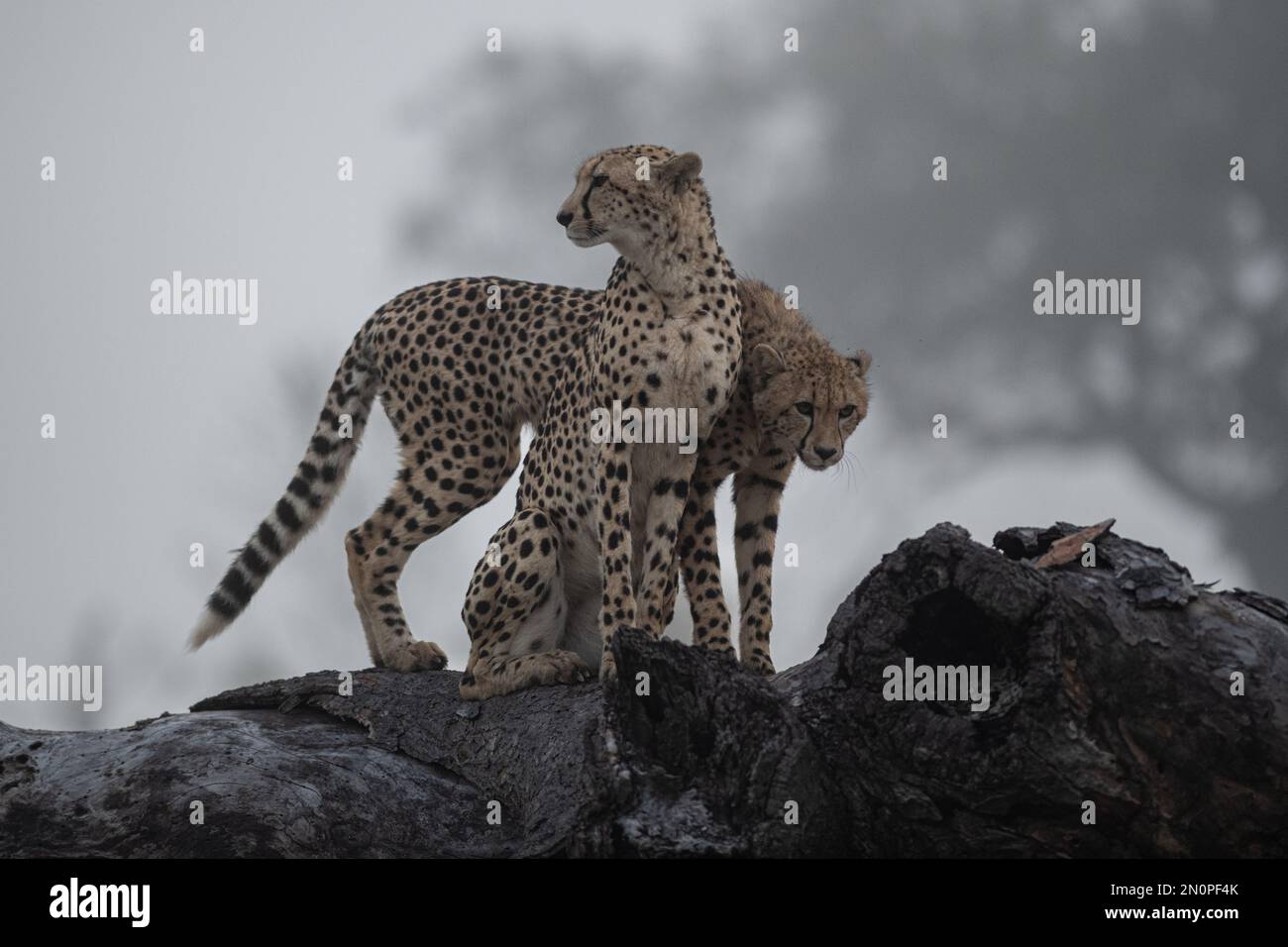 Zwei Geparden, Acinonyx jubatus, stehen zusammen auf einem Baum. Stockfoto