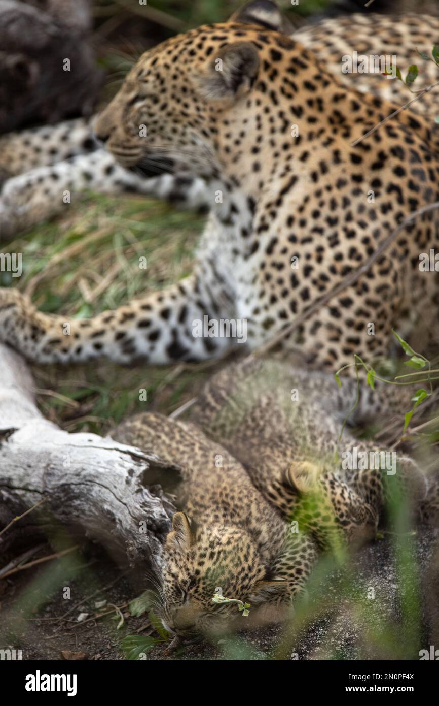 Eine Leopardin, Panthera Pardus, und ihre beiden Jungen liegen zusammen. Stockfoto