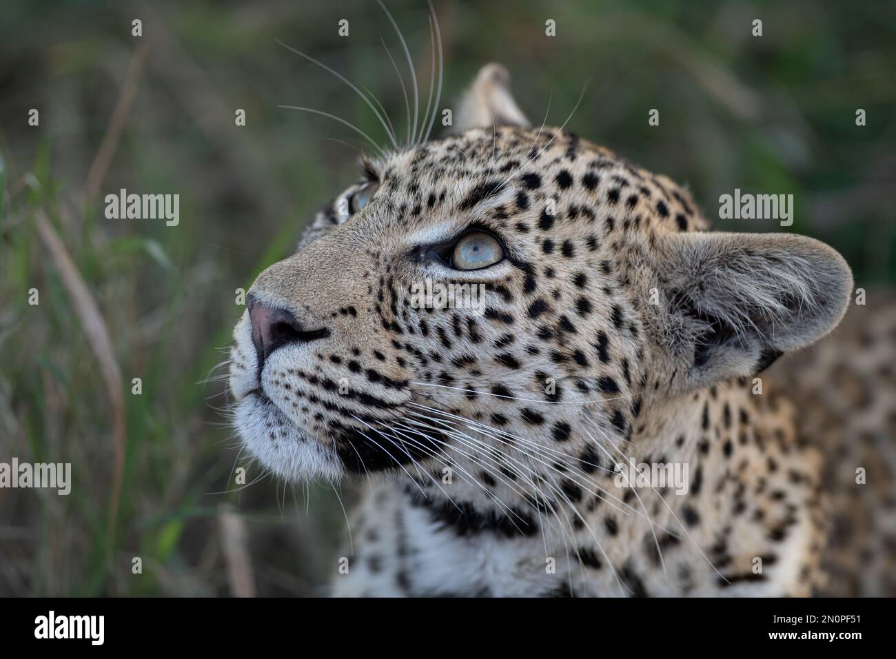 Ein Nahporträt eines jungen weiblichen Leoparden, Panthera Pardu, Gesicht. Stockfoto