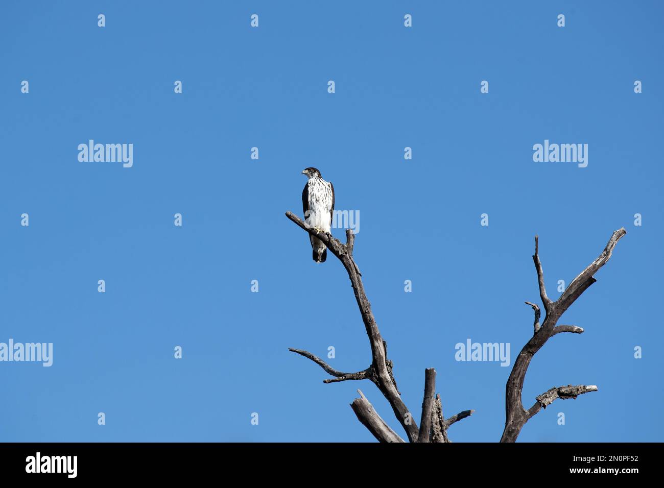 Ein afrikanischer Hawke Eagle, Aquila Spilogaster, sitzt auf einem Zweig, blauer Himmel Hintergrund. Stockfoto