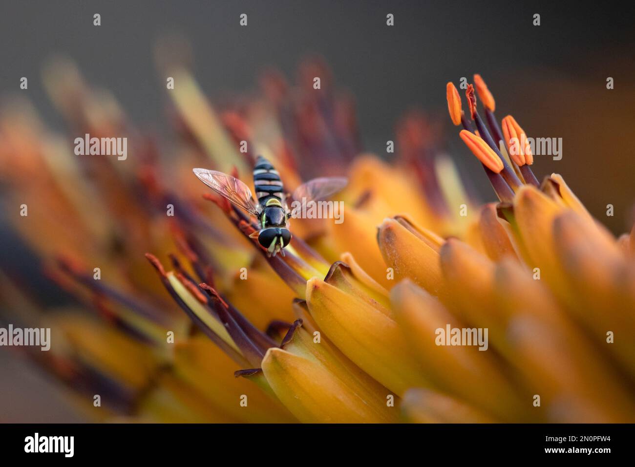 Eine Schwebefliege, Syrphidae, bezieht Nektar aus einer Aloe-Blume, Aloe maculata. Stockfoto