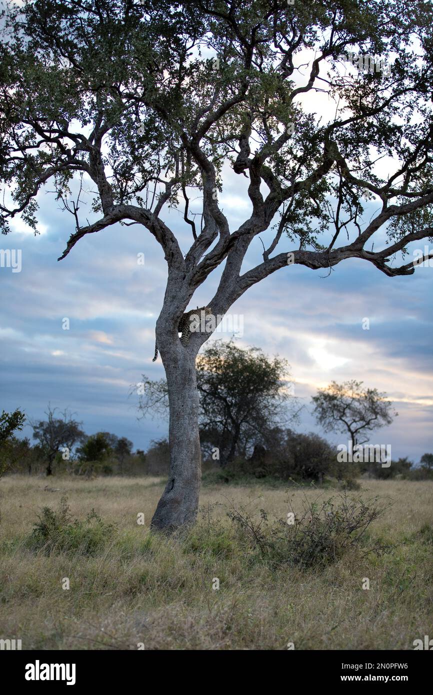 Ein Leopard, Panthera Pardus, der bei Sonnenuntergang in der Gabel eines Baumes stand. Stockfoto