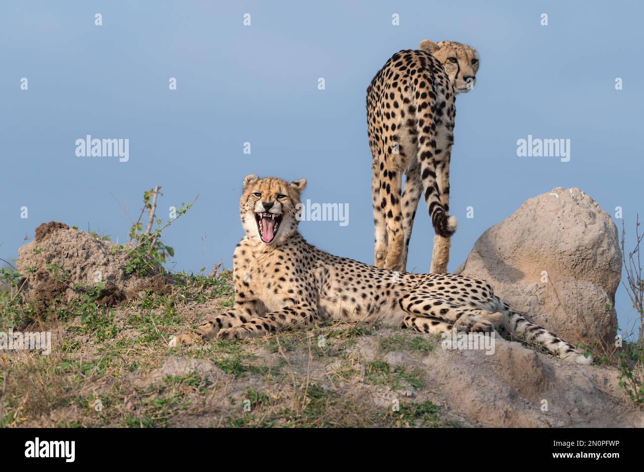 Zwei Geparden auf einem Hügel, Acinonyx jubatus. Stockfoto