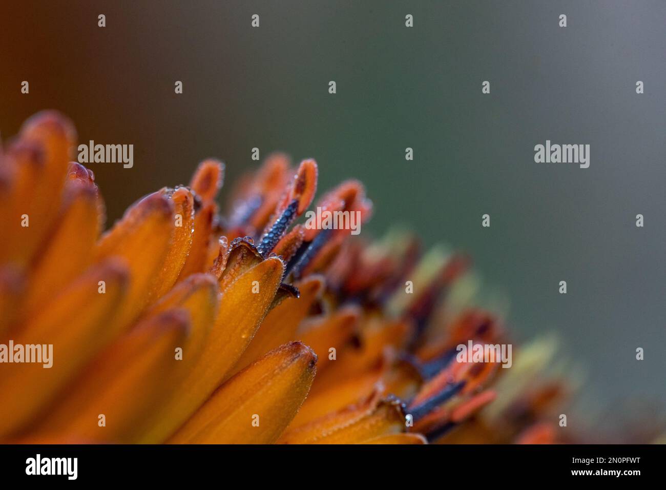 Tautropfen auf einer Aloe-Pflanze, Aloe maculata, der Rand eines gelben Blattes und Feuchtigkeitstropfen auf Stämmen. Stockfoto