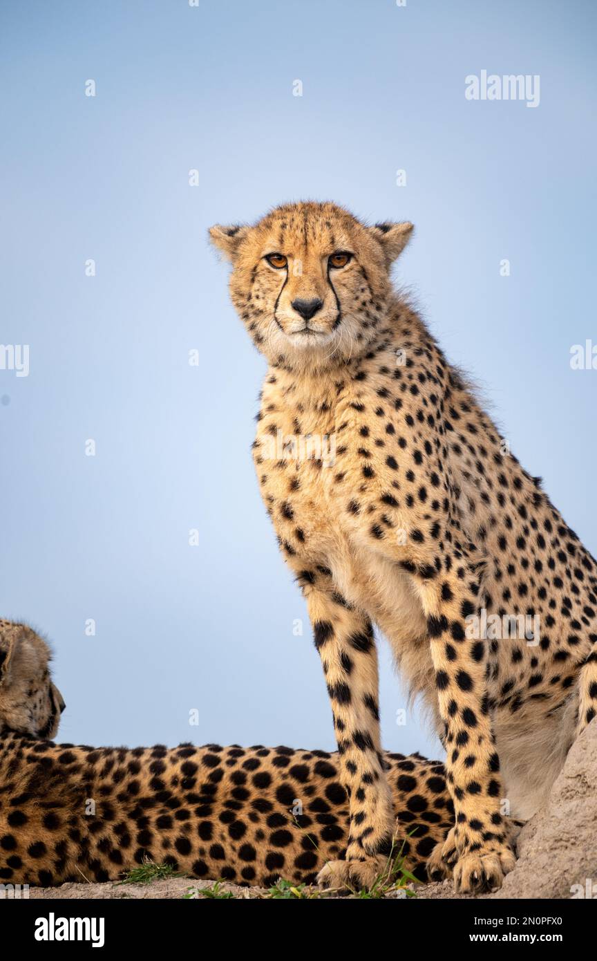 Ein Gepard, der auf einem Hügel sitzt, Acinonyx jubatus, direkter Blick. Stockfoto