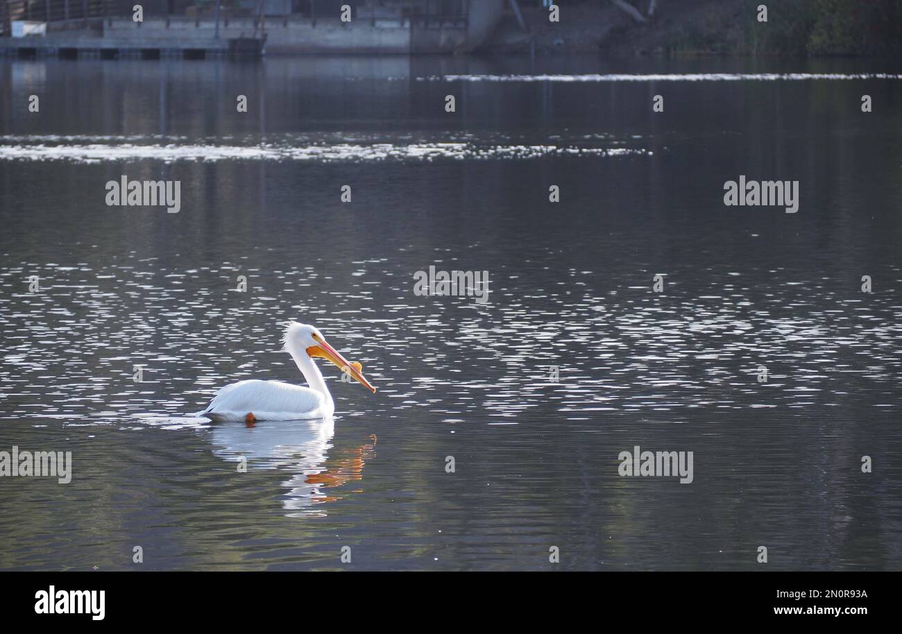 Ein einsamer amerikanischer weißer Pelikan, der auf dem Wasser im Laguna Niguel Regional Park schwimmt Stockfoto