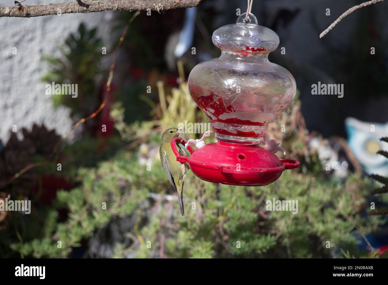 Der Orangenkronenwärmer Leiothlypis celata frisst Nektar aus einer Kolibri-Fütterung in Kalifornien, USA Stockfoto