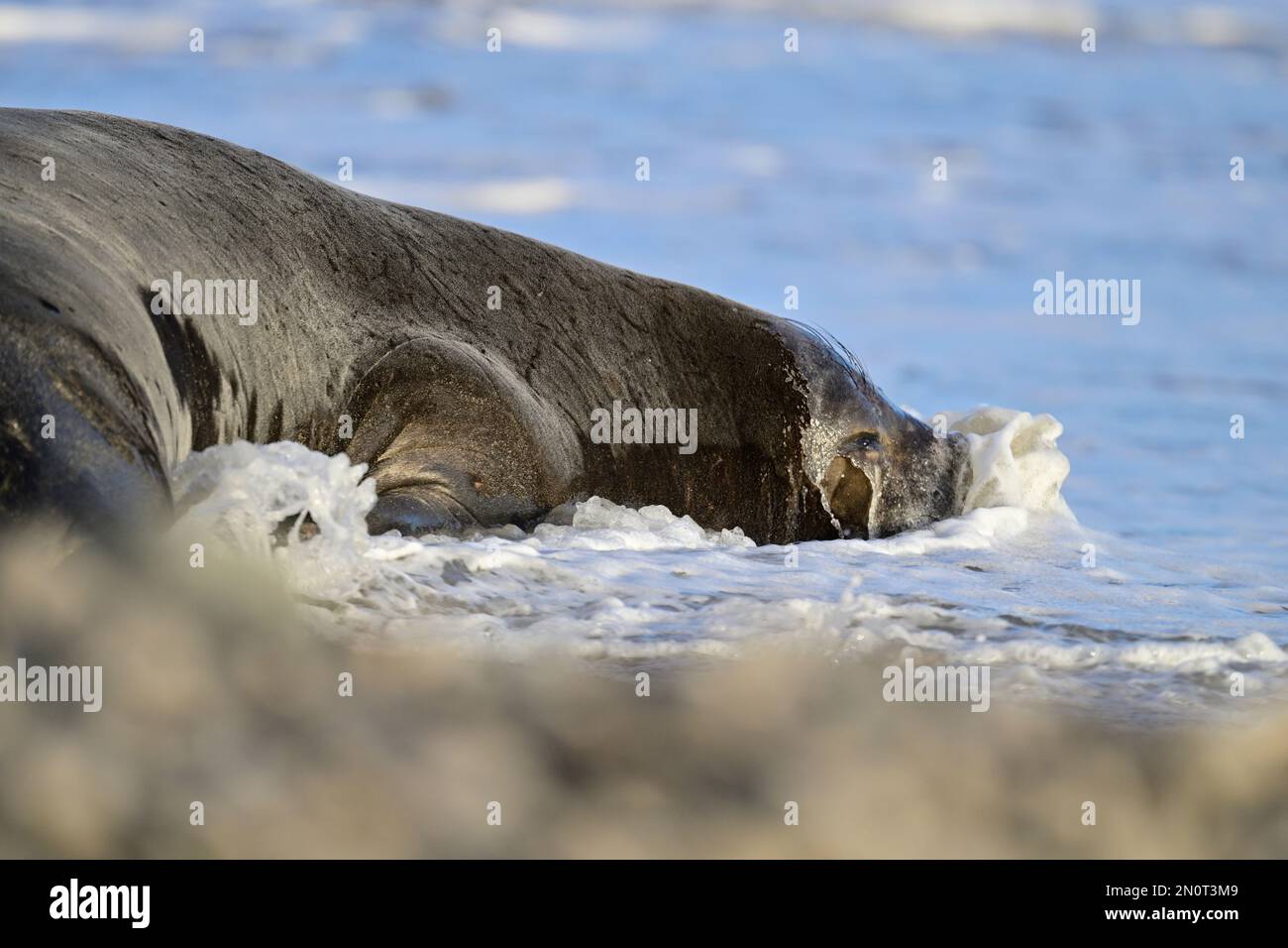 Nördlicher Elefantenseehund am Año Nuevo State Park Beach, Kalifornien Stockfoto