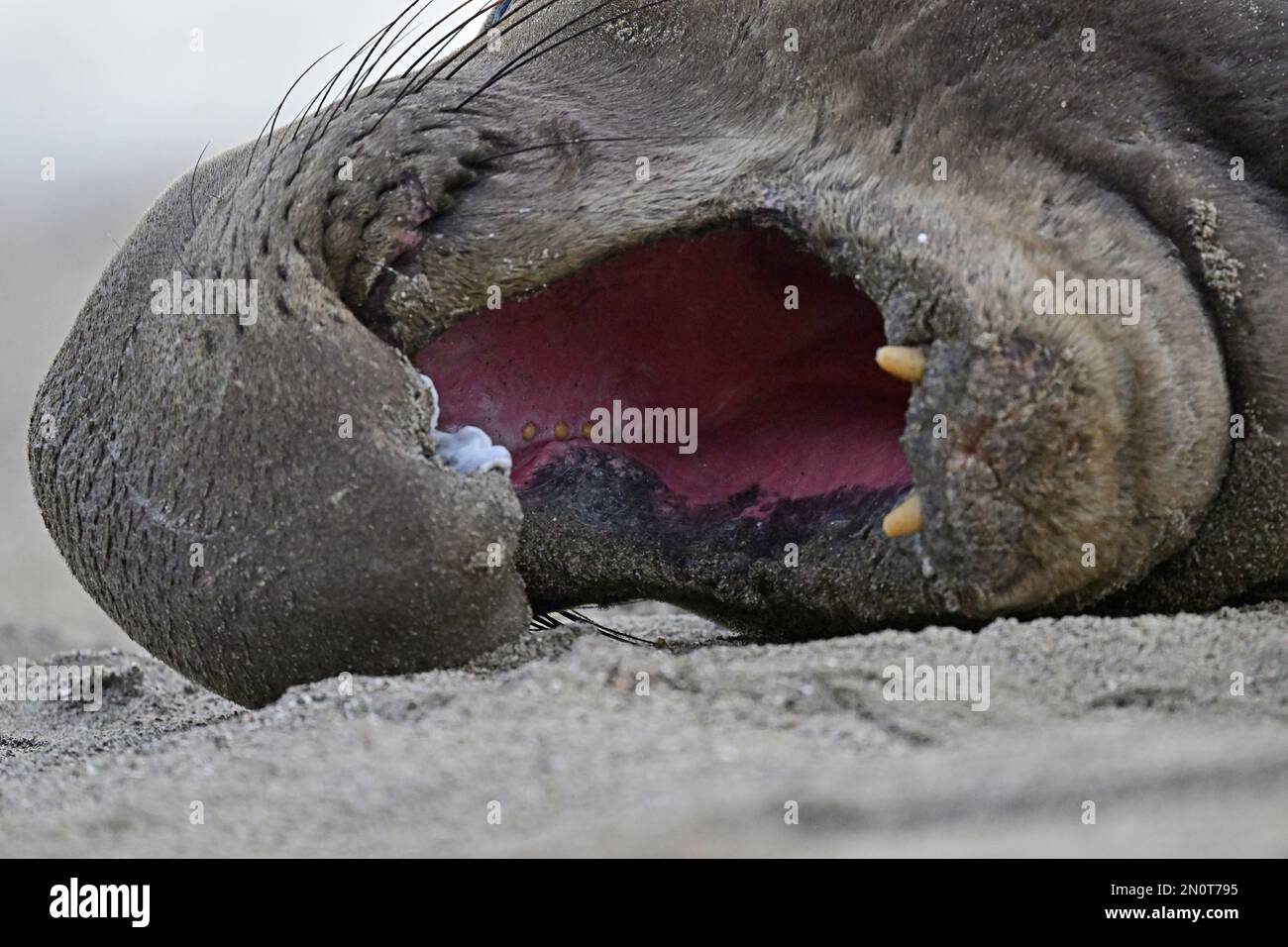 Northern Elephant Seehund Snoring - Nahaufnahme, Año Nuevo State Park Beach, Kalifornien Stockfoto