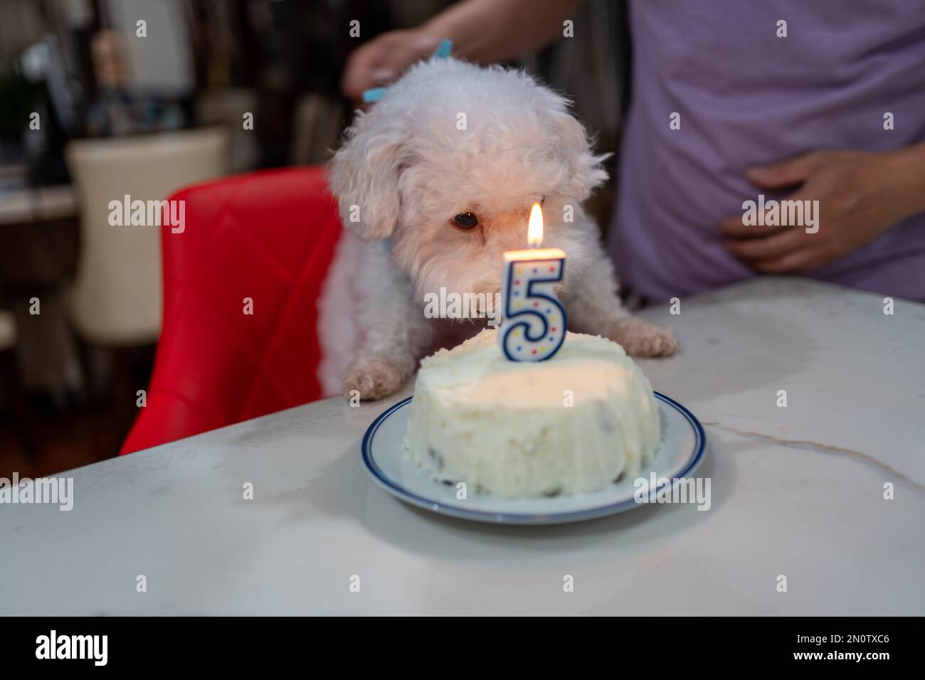 Eine Nahaufnahme eines niedlichen weißen Hundes neben einem Kuchen auf seiner 5. Geburtstagsparty Stockfoto