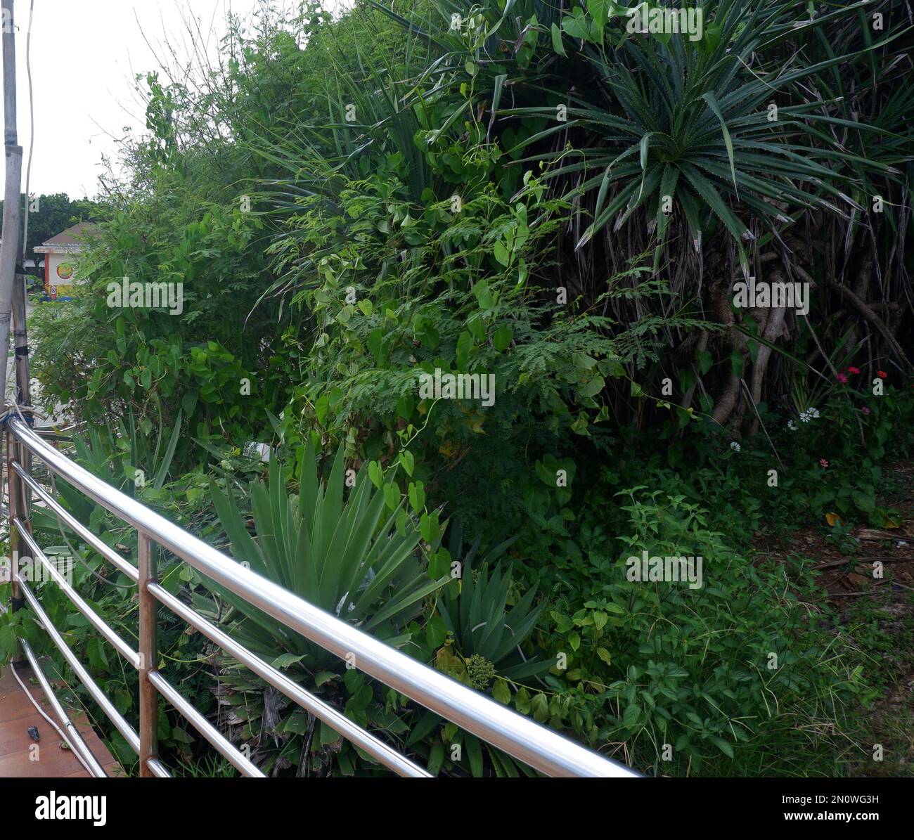 Dichter, grüner und schöner Pandanus-Strand am Rande der Eisenbrücke am Strand Stockfoto