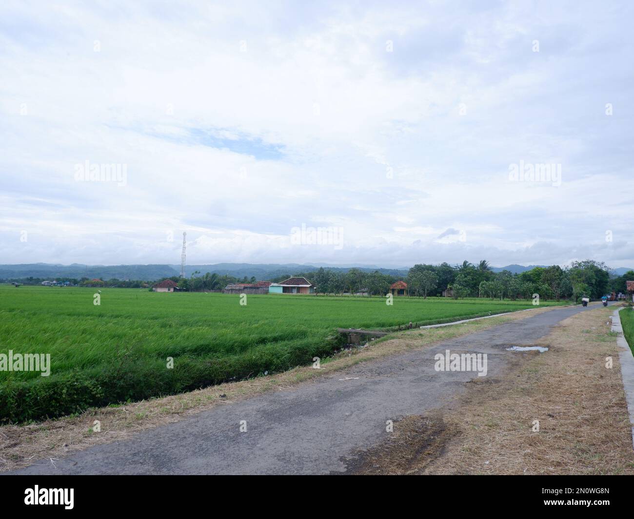 Wunderschöne Landschaft, auf der zwei Seiten Paddy-Reisfelder wachsen, mit langer Straße und Bergen, Blick auf den blauen Himmel im Hintergrund und schattige Bäume Stockfoto