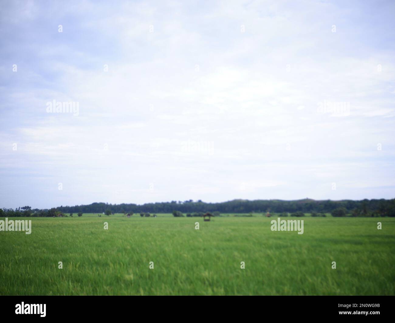 Blick auf Reisfelder mit grünem Reis mit Tau und Bergen an einem sonnigen Nachmittag in Indoensia Stockfoto