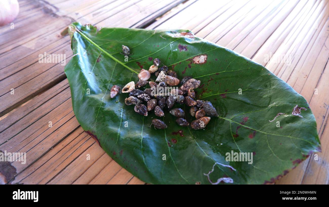 Meeresmuscheln werden in Blättern auf Holzbrettern gelagert, Hintergrund, Nahaufnahme Stockfoto