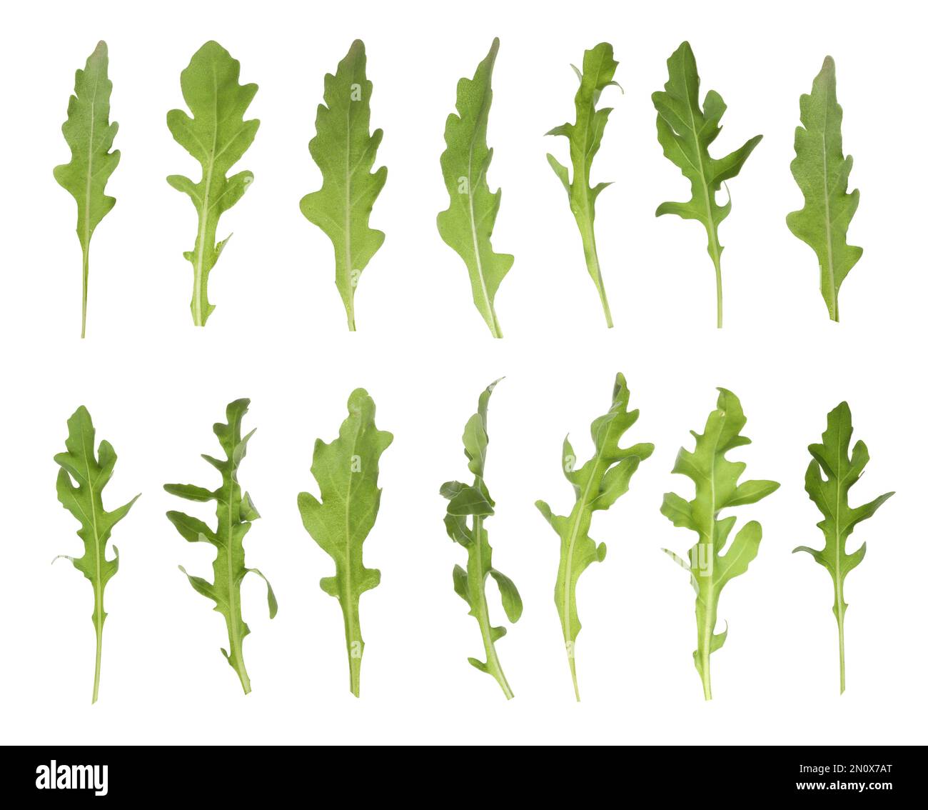 Grüne Rucola-Blätter auf weißem Hintergrund Stockfoto