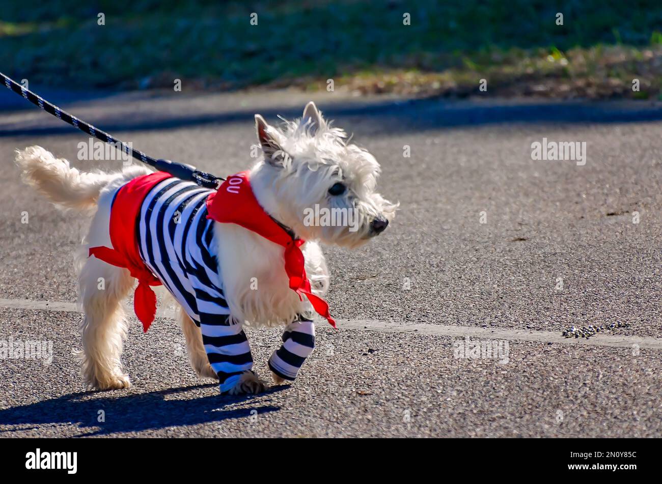 Ein in Kostümen gekleideter Hund geht auf der Parade „Mystic Krewe of Salty Paws“ am 4. Februar 2023 in Dauphin Island, Alabama, spazieren. Stockfoto