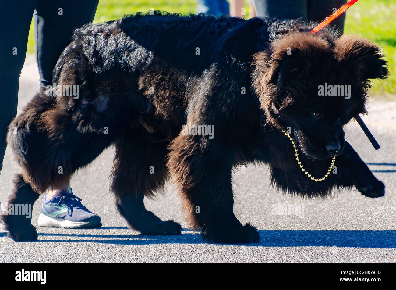 Ein Hund aus Neufundland läuft bei der Mardi Gras-Parade „Mystic Krewe of Salty Paws“ am 4. Februar 2023 auf Dauphin Island, Alabama. Stockfoto
